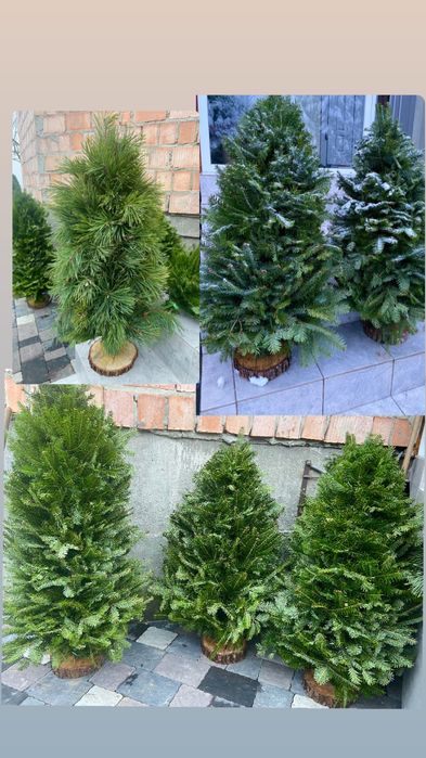 Різдвяний вінок, декор, ялинка, вінок з живої ялинки, підсвічник