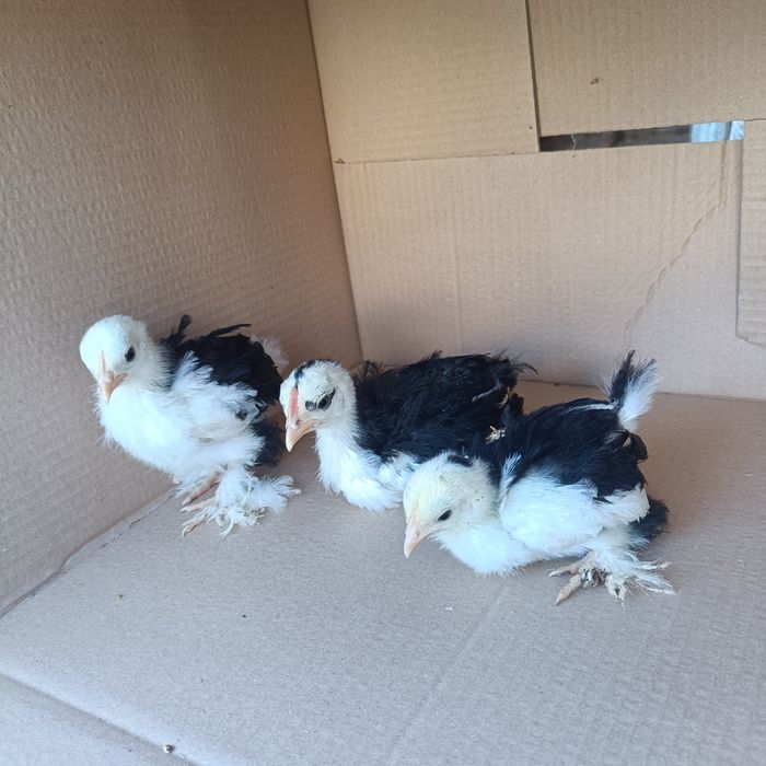 Indio Gigante e Pekin Mottled Negro