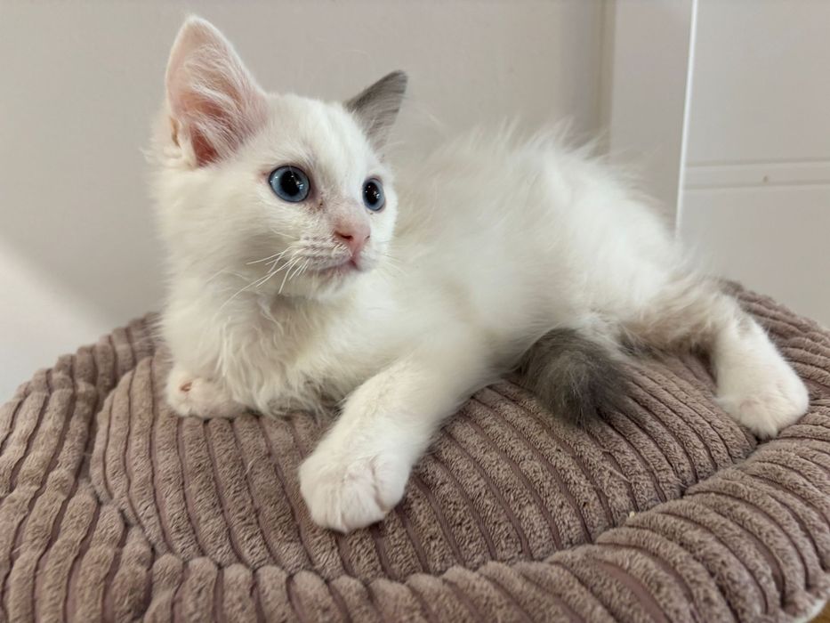 Ragdoll Felinoterapia Piękny Kot FIFE FPL