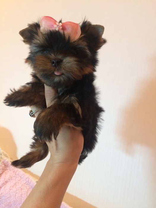 Крутые щенки на выбор Киев