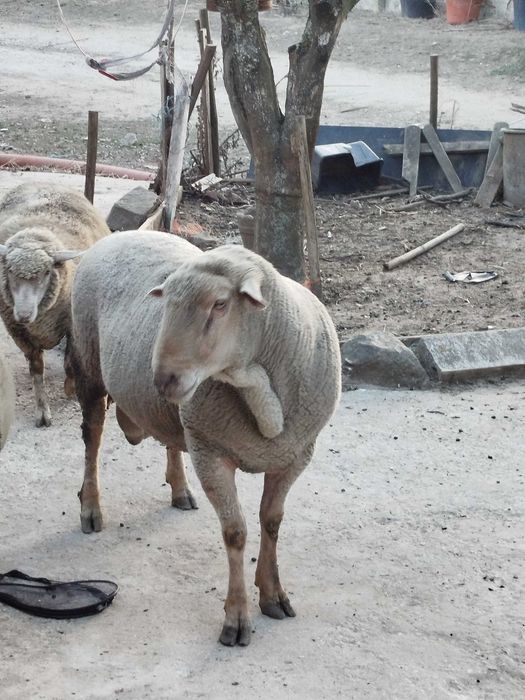Venda borregos biológicos