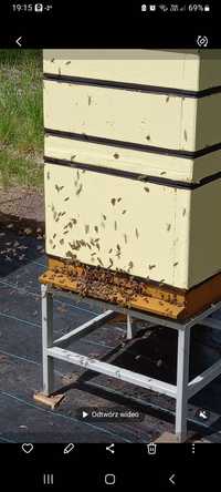 Odkłady pszczele na 2024