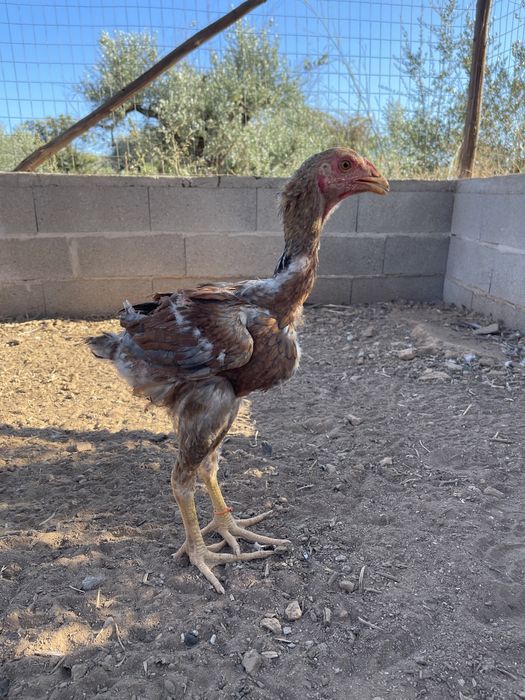 Indios gigantes \ polaco gigantes