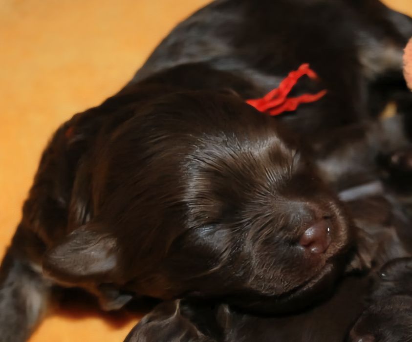 Rosyjska bolonka kolorowa ZKwP/FCI