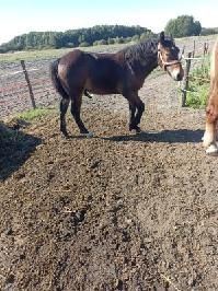 Źrebak zimnokrwisty