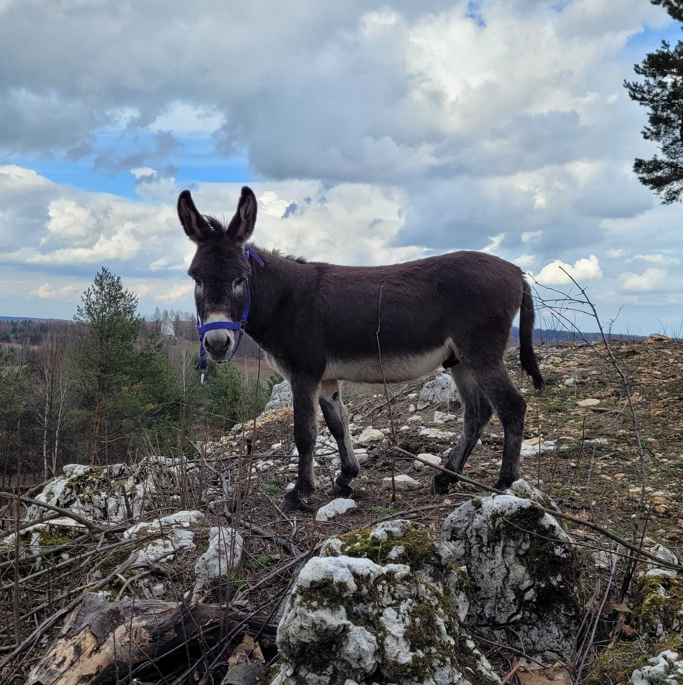 Sprzedam osiołka, osła, młode z mamą