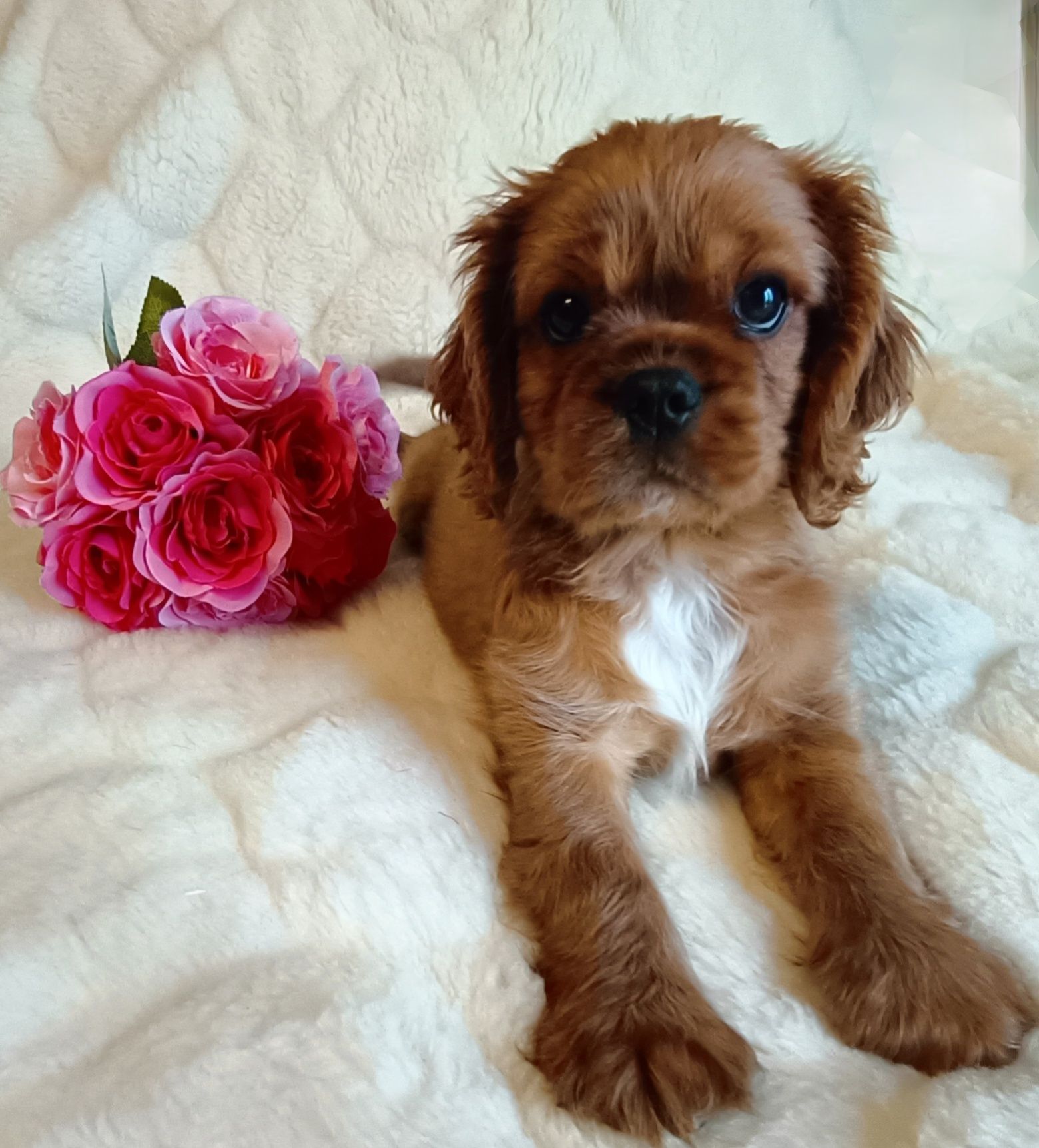 Śliczny RUBY Cavalier King Charles Spaniel z rodowodem badania