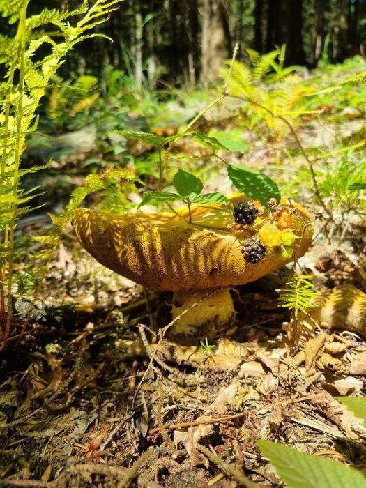 Suszone I marynowane grzyby Borowik podgrzybek maślak