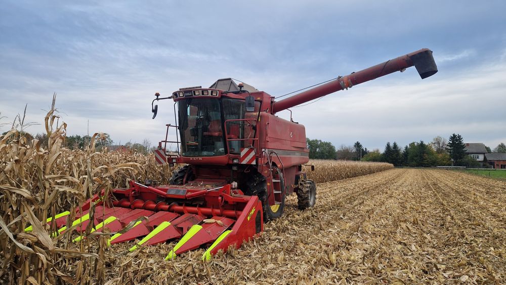 Zbiór kukurydzy na ziarno