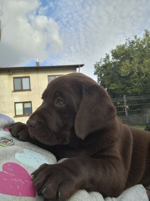Labrador retriever szczeniak