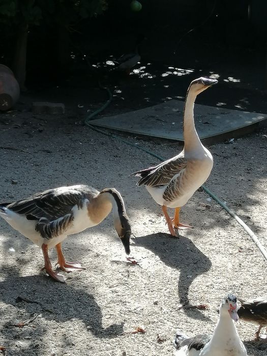 Gansos da Guiné (casal)