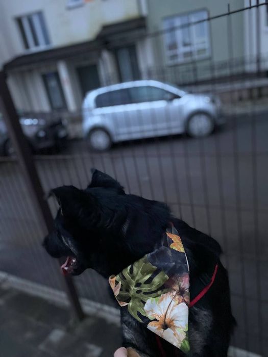 Ошейники банданы ухваты лежанки шлейки мартингейл халти гамаки