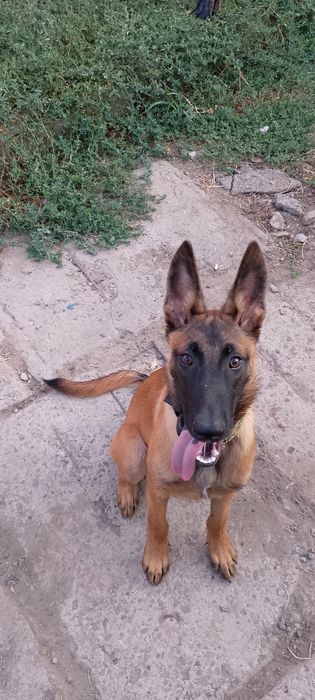 Кинолог. Военным скидка.