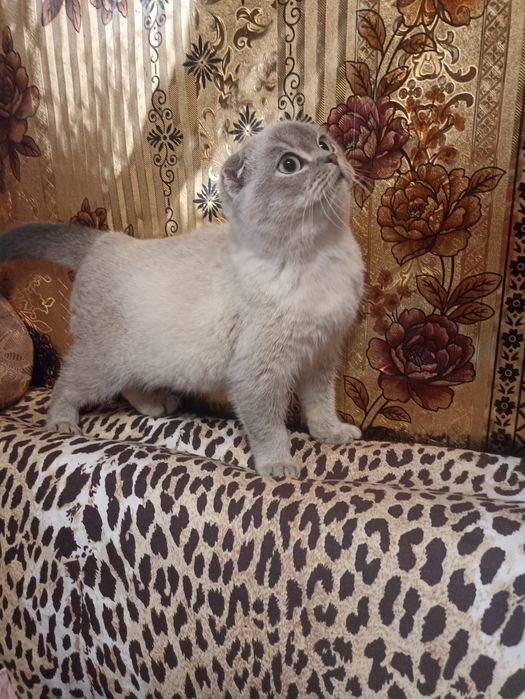 Шикарні шотландські кошенята