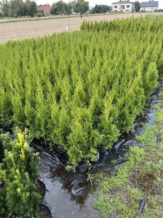 tuja szmaragd doniczka c3