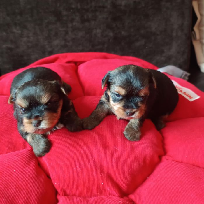 szczenię yorkshire terrier
