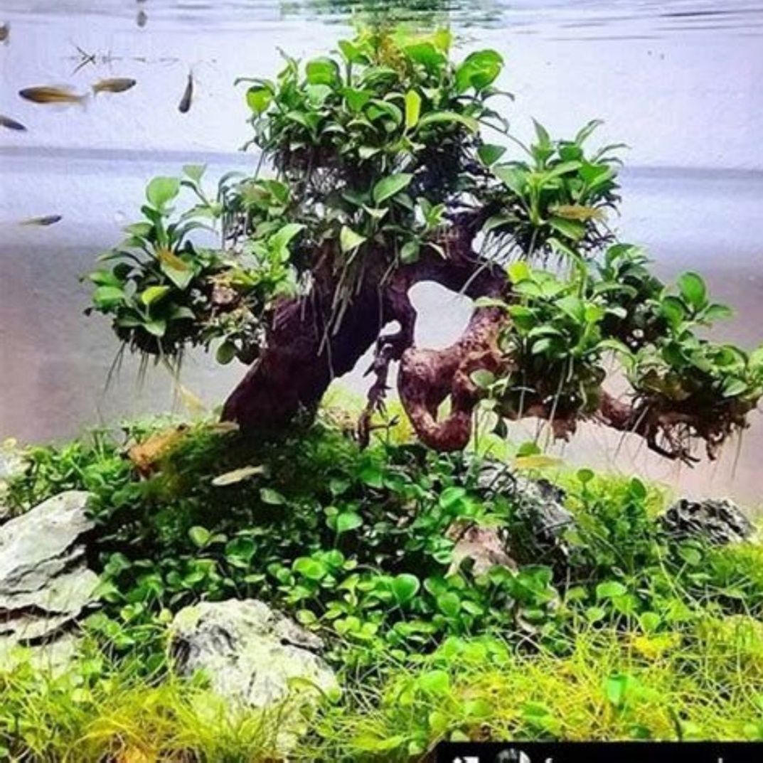 Anubias Petite Bonsai (koszyk)