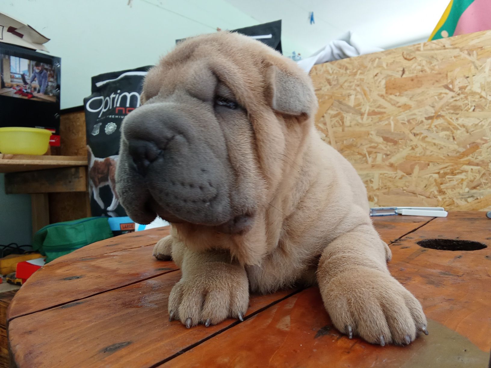 Sharpei puro creme   disponível para entrega