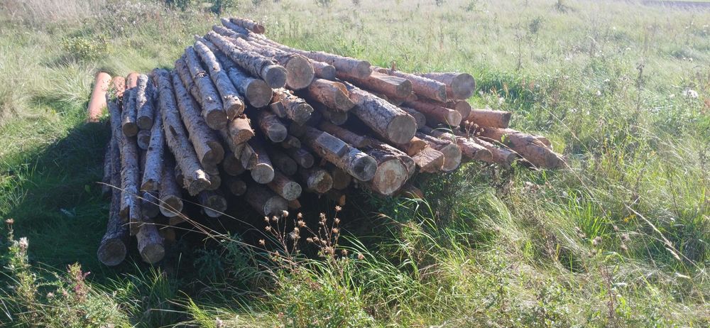 Stemple budowlane (ok 130 szt.) Dowóz w obrębie 20km GRATIS