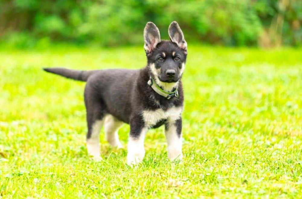 Owczarek Wschodnioeuropejski