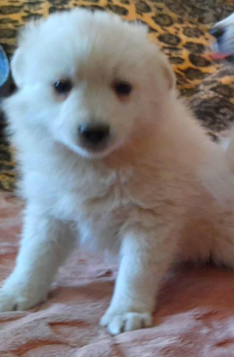 Oddam małe  pieski za