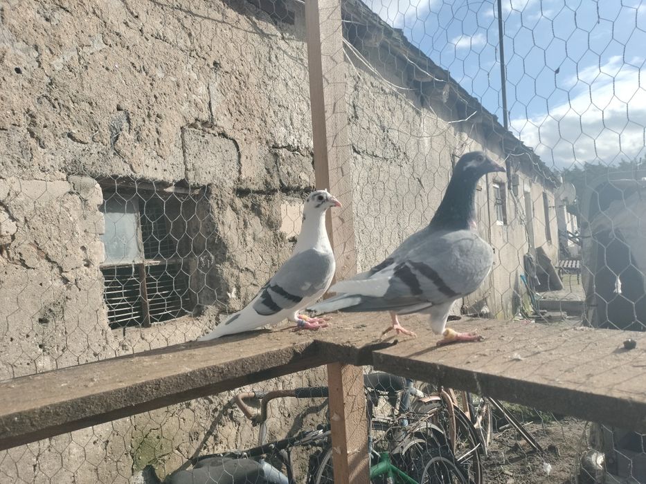 Sprzedam gołębie pocztowe