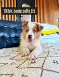 Border collie 2 miesieczna suczka