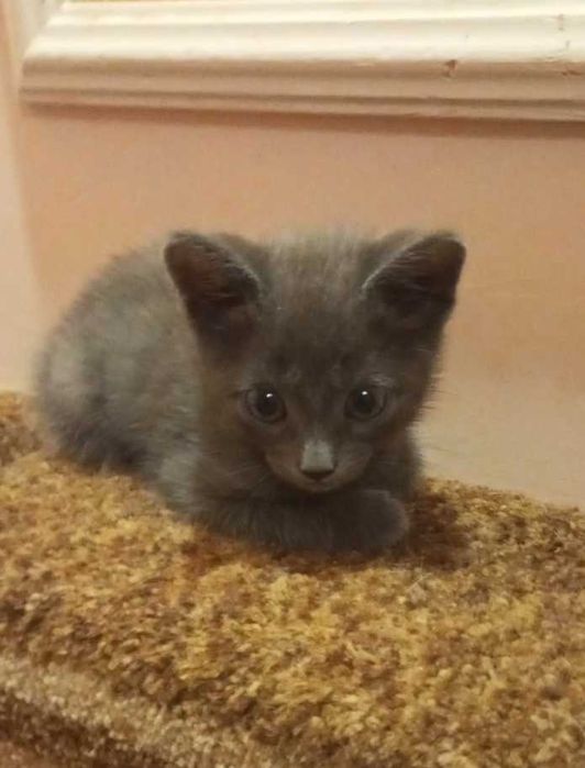 Цуценята, кошенята