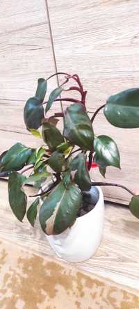 Philodendron Pink Princes