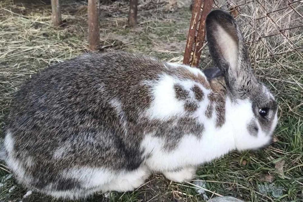 Продамо самців кролів