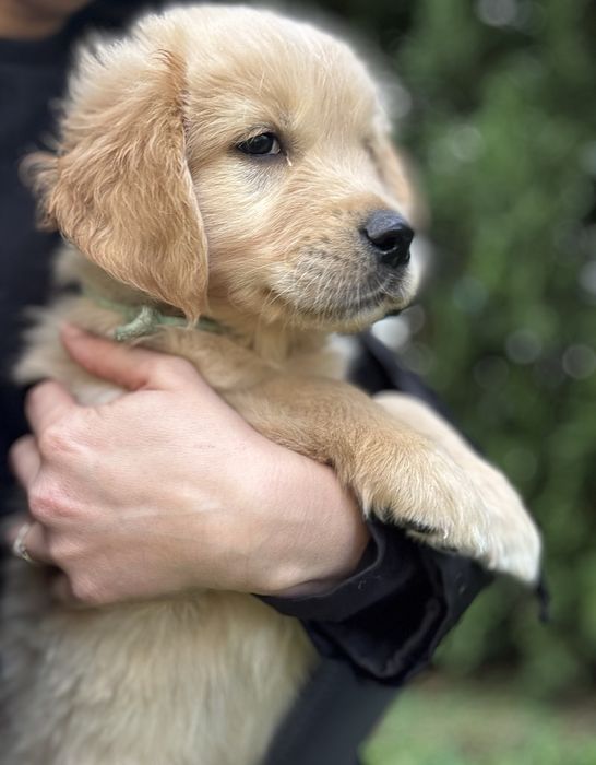 Golden retriever piesek jasno złoty GOTOWY DO ODBIORU