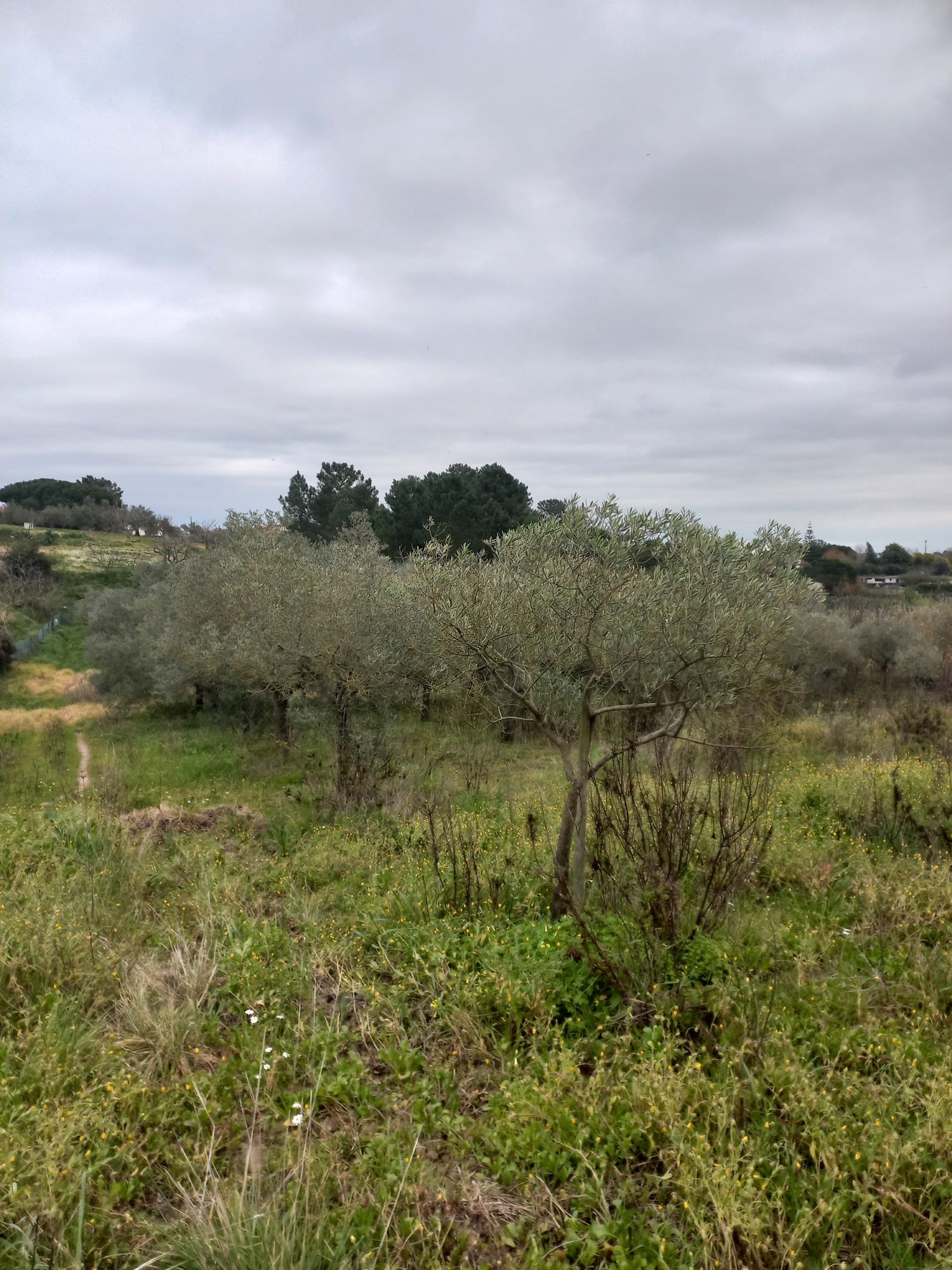 Diversas Oliveiras