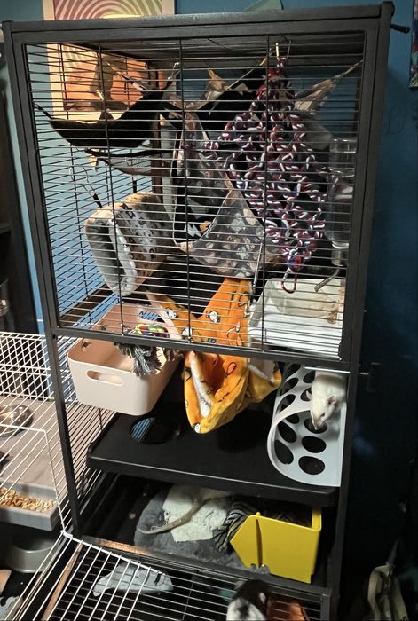 Gaiola para roedores