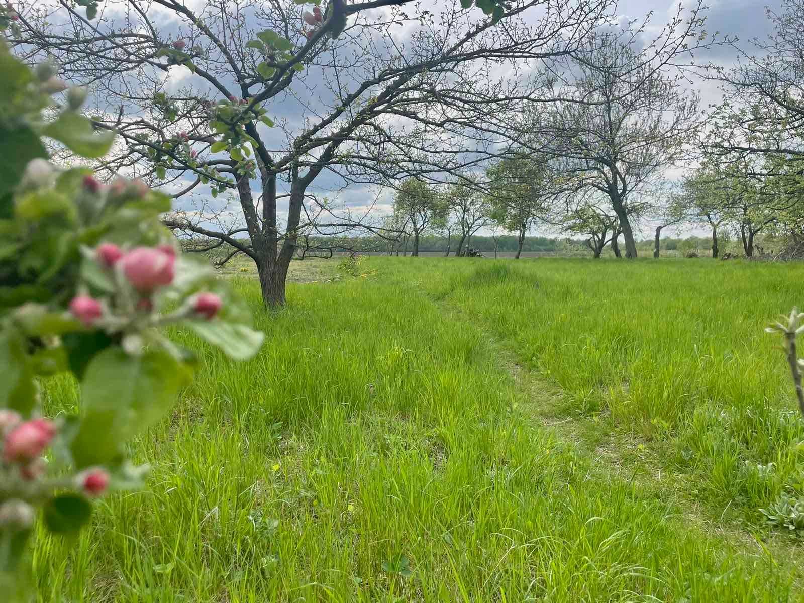 Продається земельна ділянка в с. Хижинці 7811