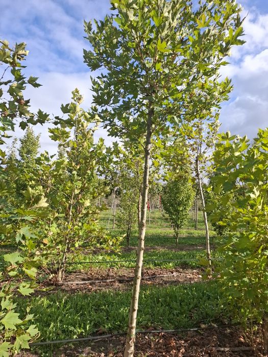 Platan duże drzewo obwód 18-30 cm