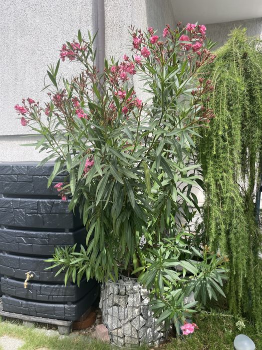 Oleander, pełne kwiaty, różowy, duzy