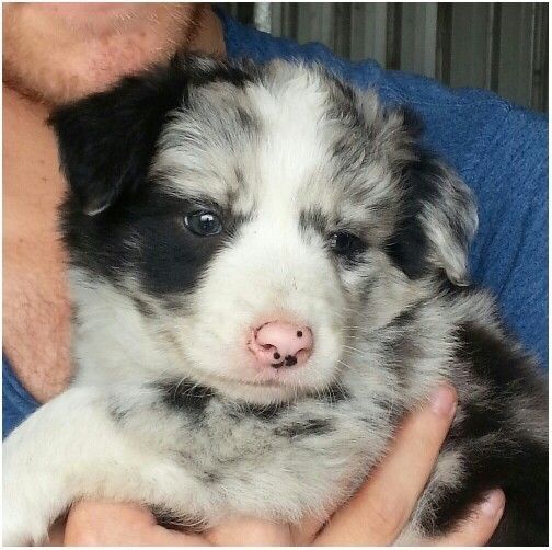 Border Collie - Blue Merle - Piesek - Do Rezerwacji