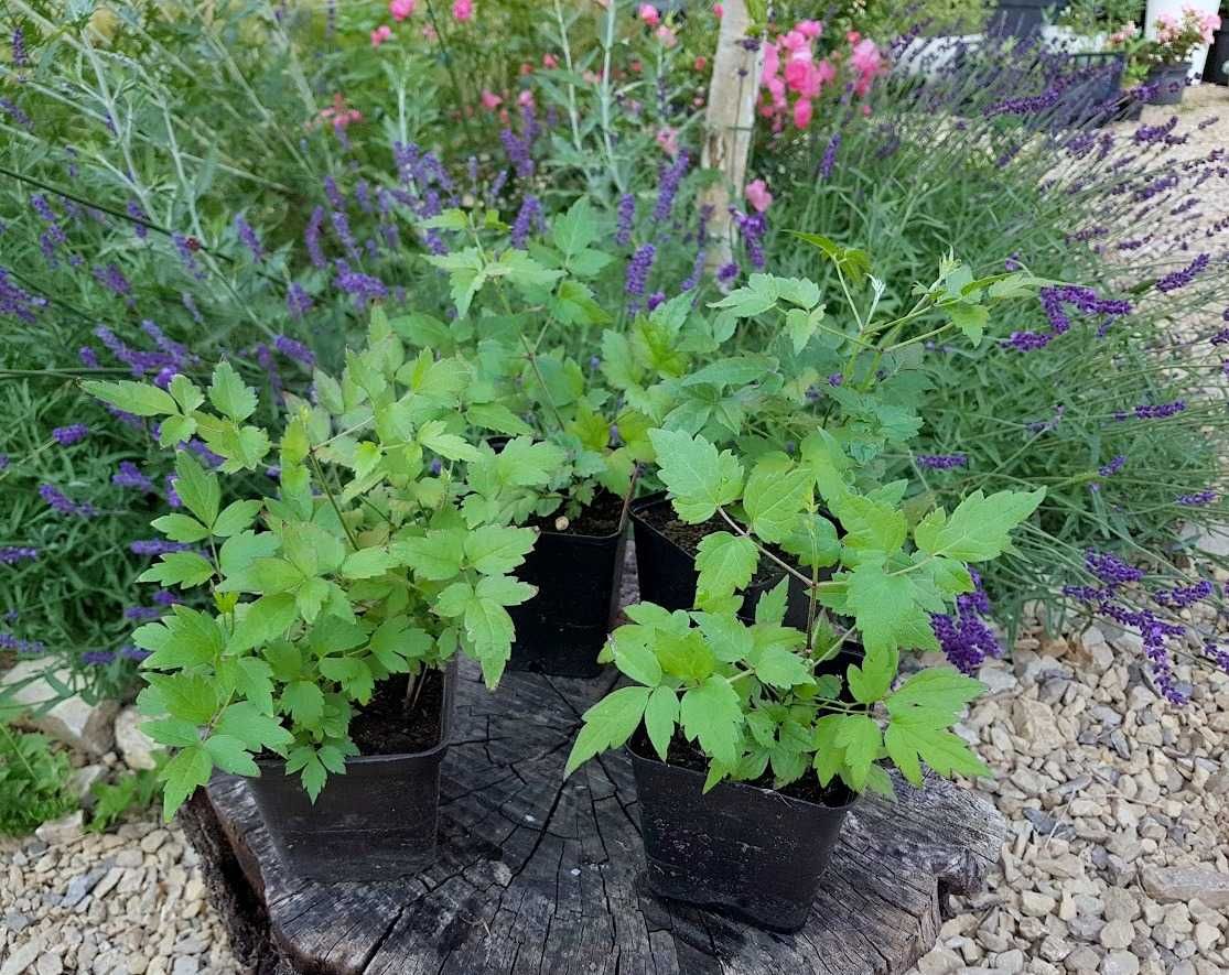 Powojnik bylinowy clematis 4 szt. P9