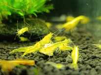Krewetki Neocaridina Yellow Neon