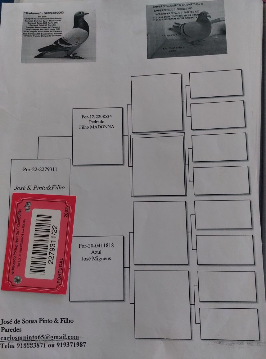 Pombos reprodução