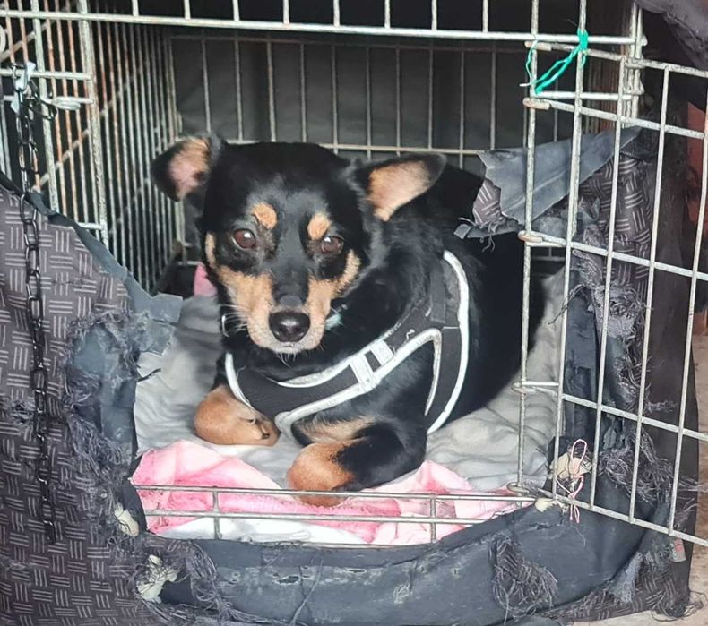 Tomi – psiak, który stracił dom, szuka nowego serca