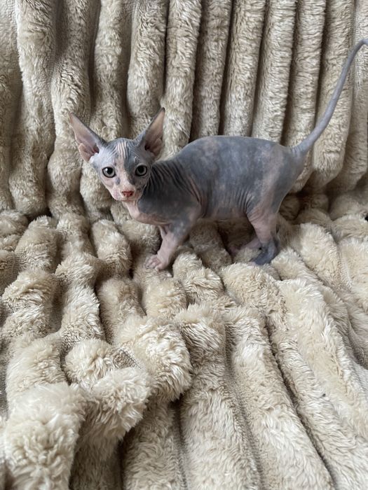 Бусінка Канадський сфінкс