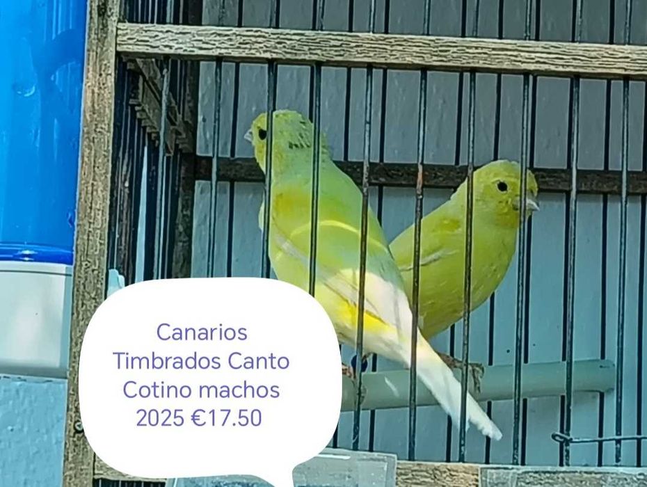 Canarios de 2024 e 2025