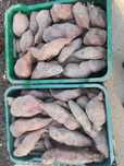 Vendo batata doce
