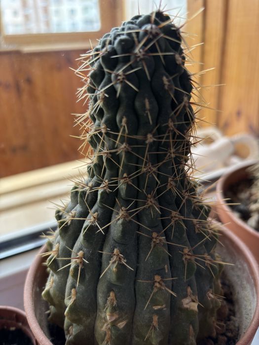 Кактус з діткою віддам