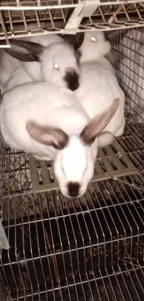 Кроликі коліфорнійської породи самці та самкі для розпліднення та на м