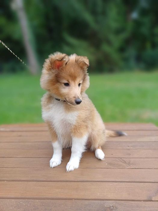 Owczarek szetlandzki, sheltie- piesek