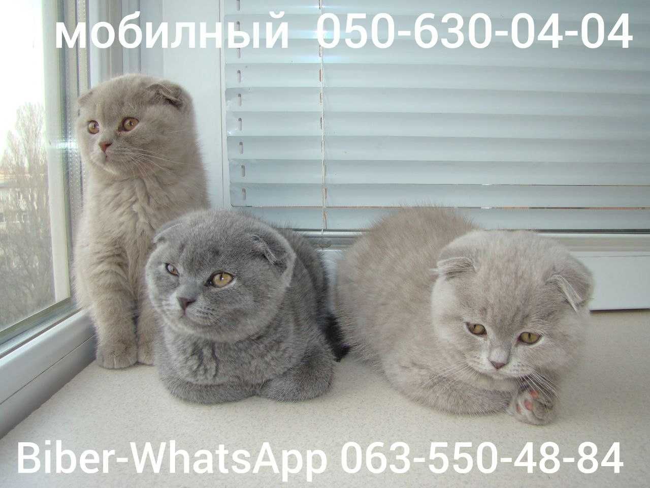 Шотландские котята.