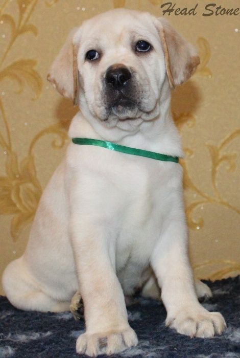 Лабрадор ретривер FCI-КСУ