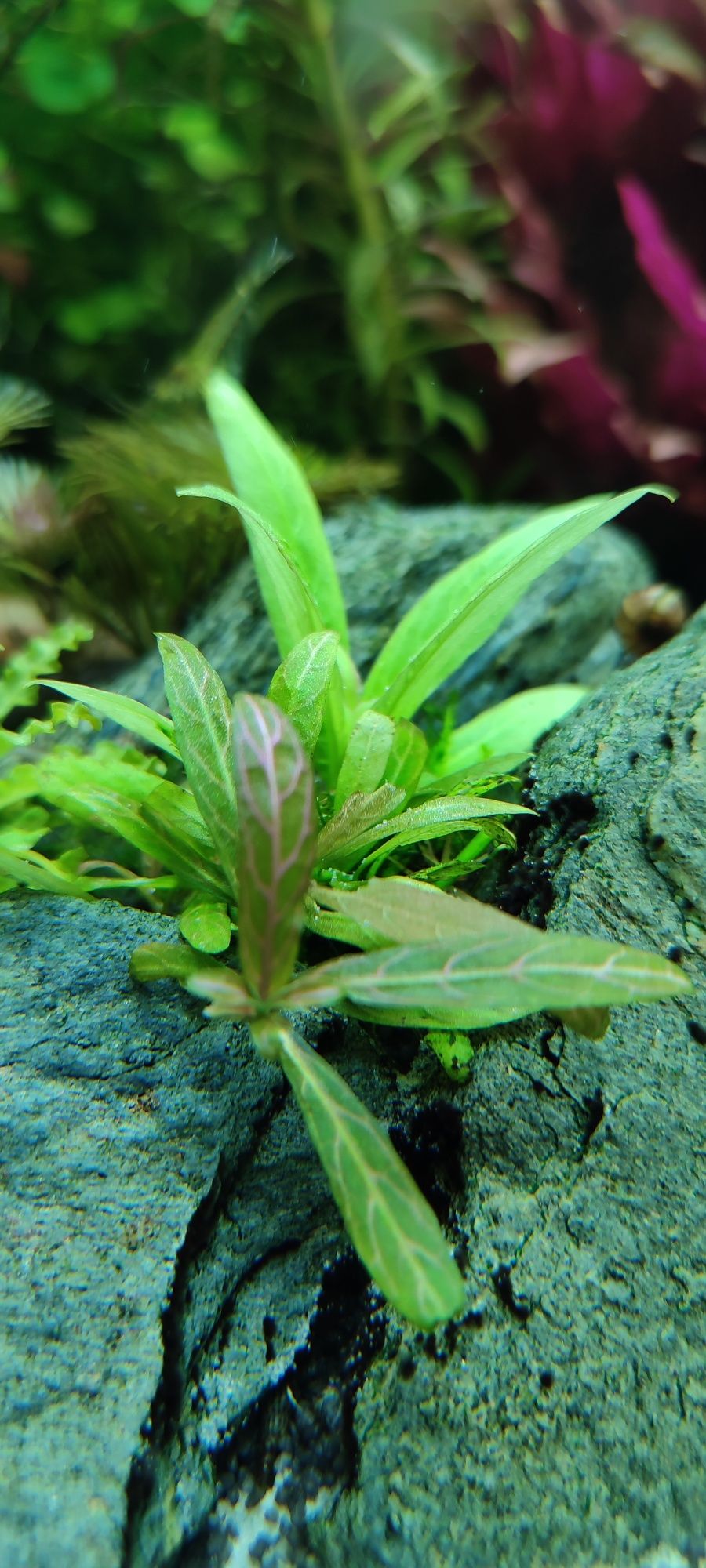 Hygrophila polysperma Rosanervig roślina do akwarium.